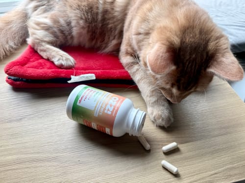 Reviewer's orange cat sniffing at a tipped-over bottle of Ozzi Crave Crushers capsules with two capsules on the table.